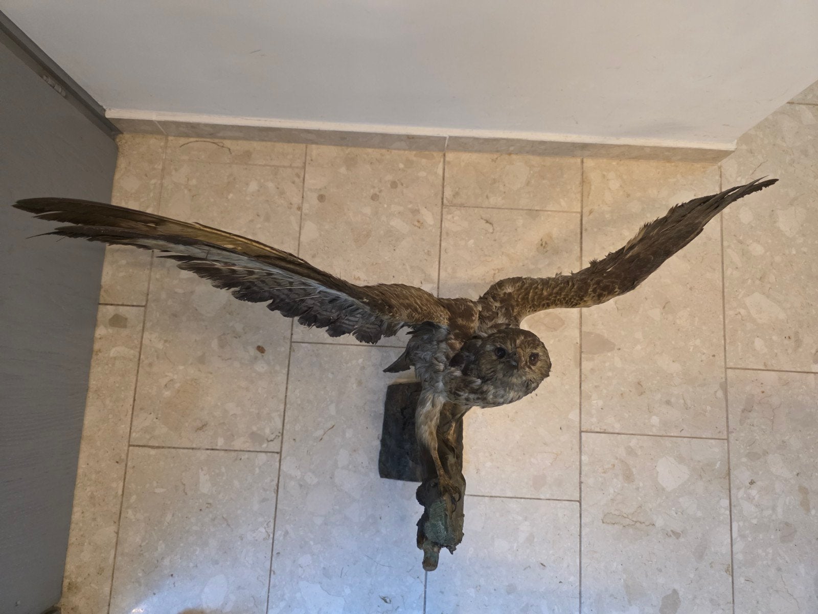 Opgezette buizerd taxidermie, Huis en Inrichting, Wandhanger, Klassiek, Ophalen of Verzenden, Zo goed als nieuw