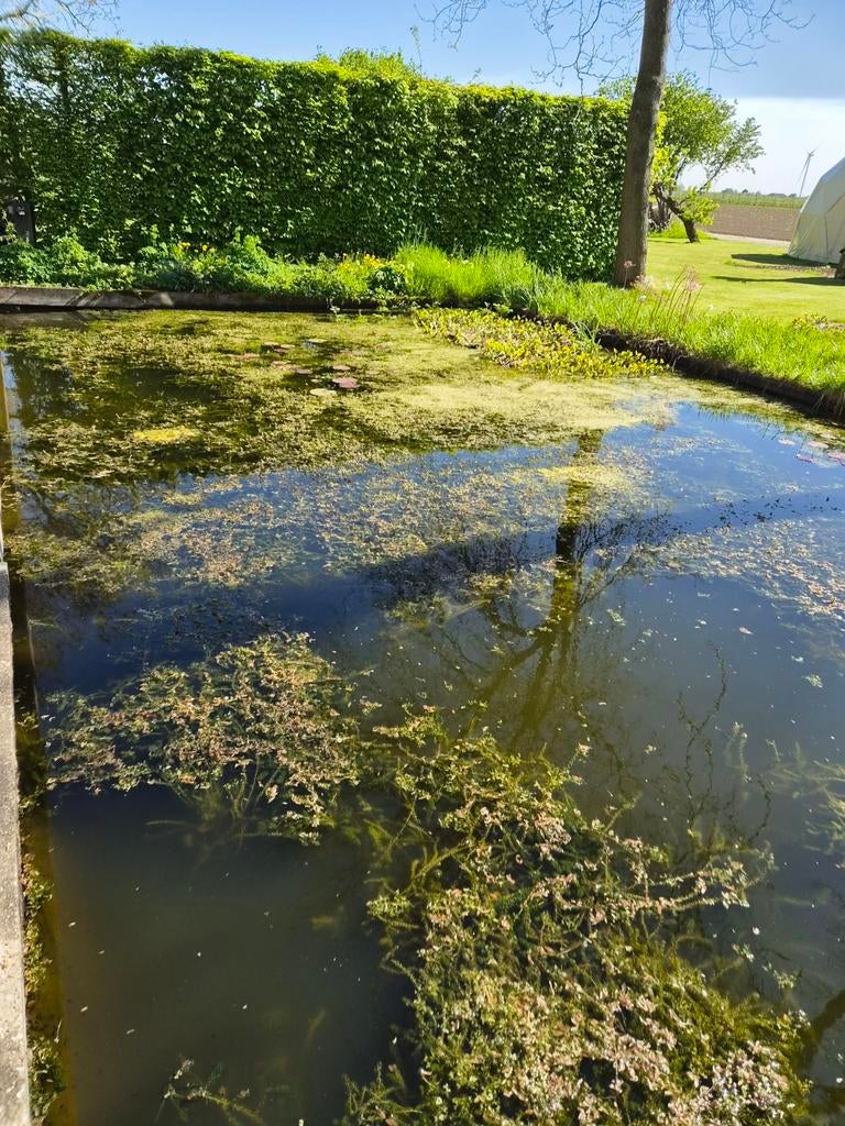 Vissen en zuurstofplanten, Tuin en Terras, Vijvers, Ophalen