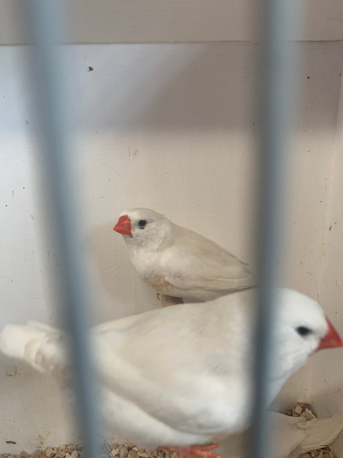 Jonge zebravinken, Dieren en Toebehoren, Vogels | Overige Vogels, Meerdere dieren, Tropenvogel, Geringd