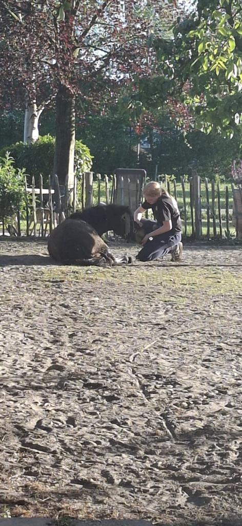 Stalhulp aangeboden!, Dieren en Toebehoren, Paarden en Pony's | Verzorgingsproducten, Nieuw, Ophalen