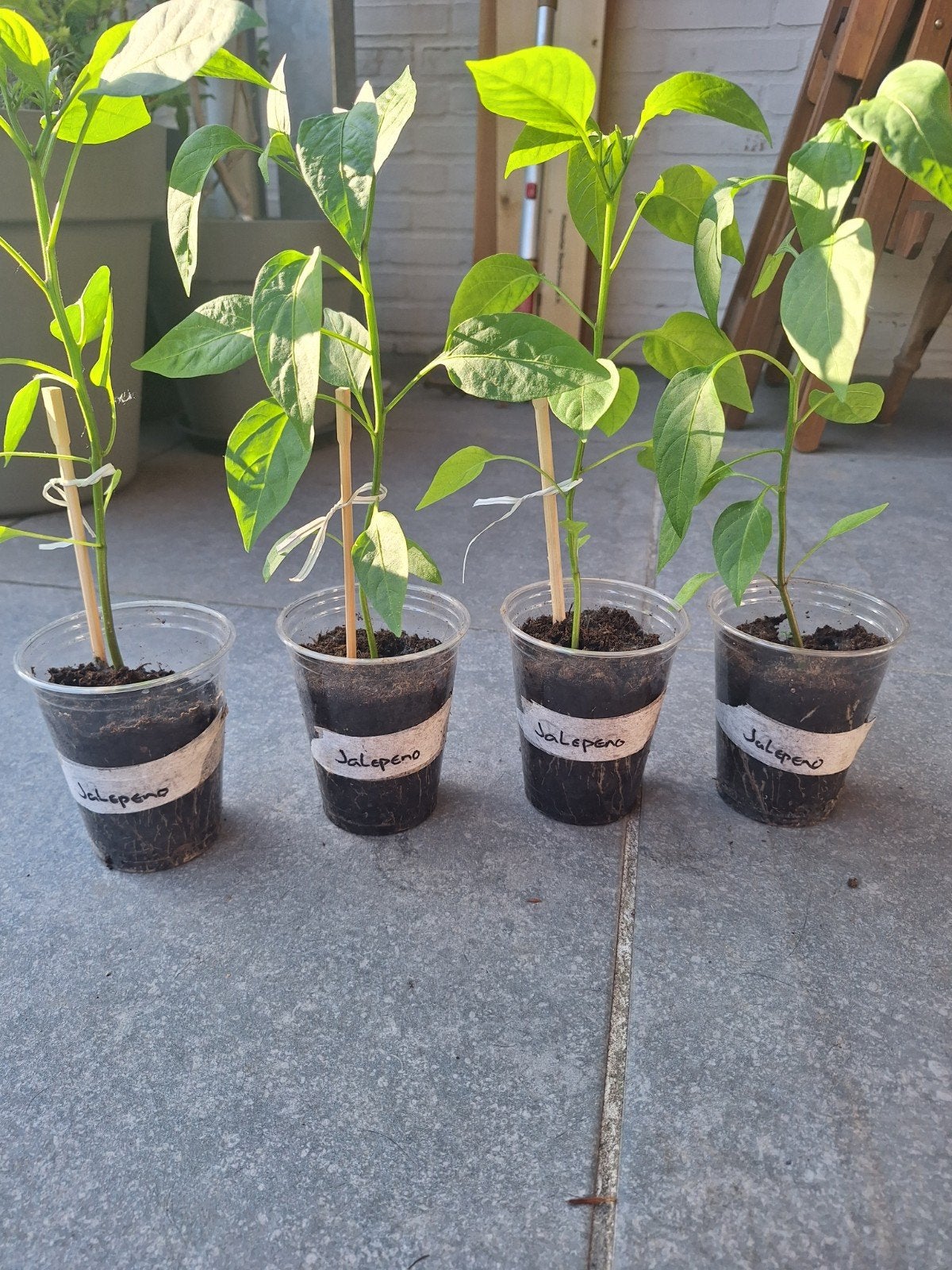 Jalepeno stekjes, Ophalen, Eenjarig, Groenteplanten