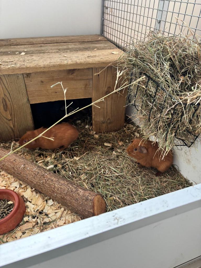2 jonge cavia beertjes, April, Mannelijk, Cavia