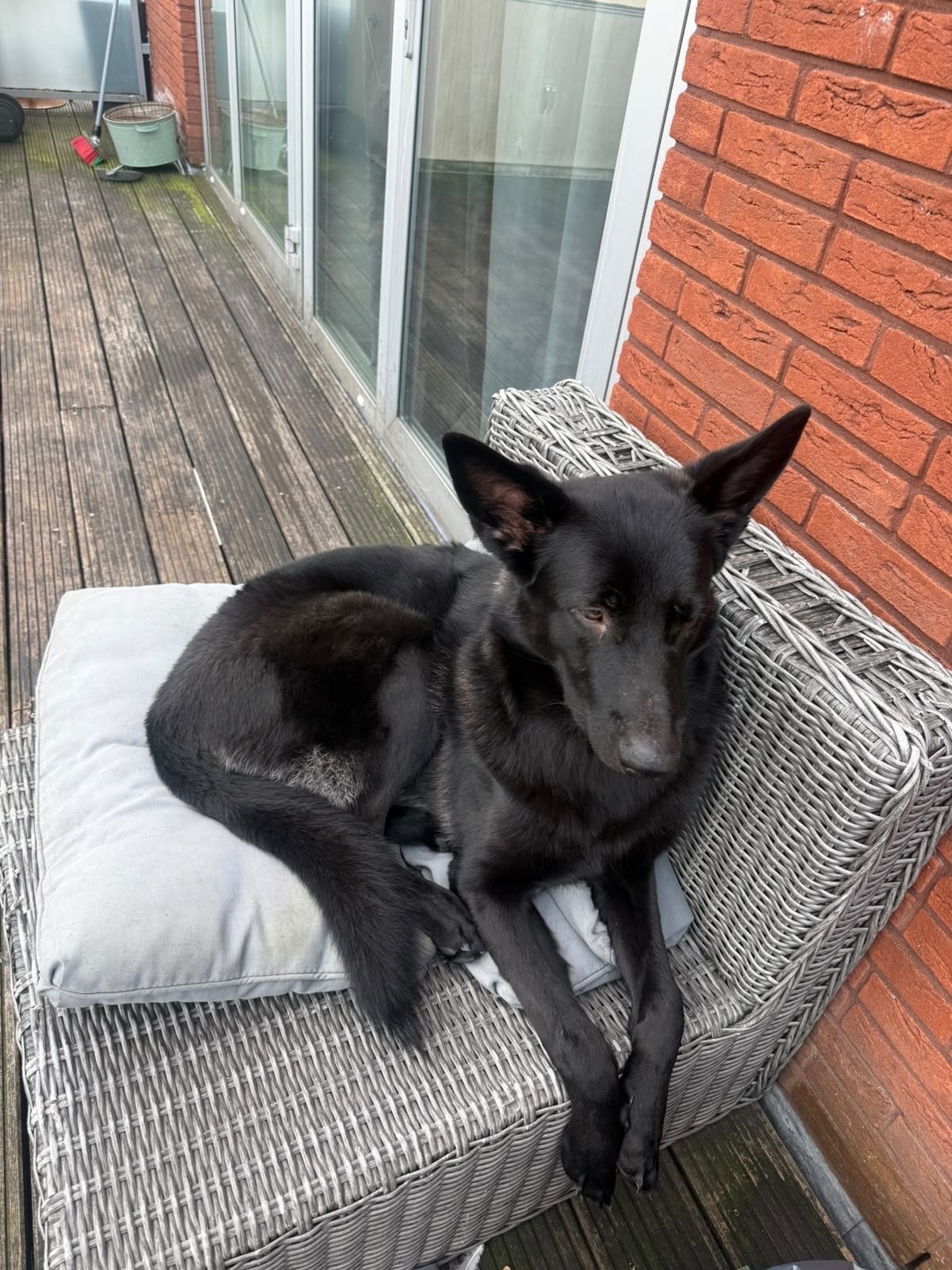 Oost-Europese Herder, Dieren en Toebehoren, 15 weken tot 1 jaar, Reu, Eén hond, CDV (hondenziekte)