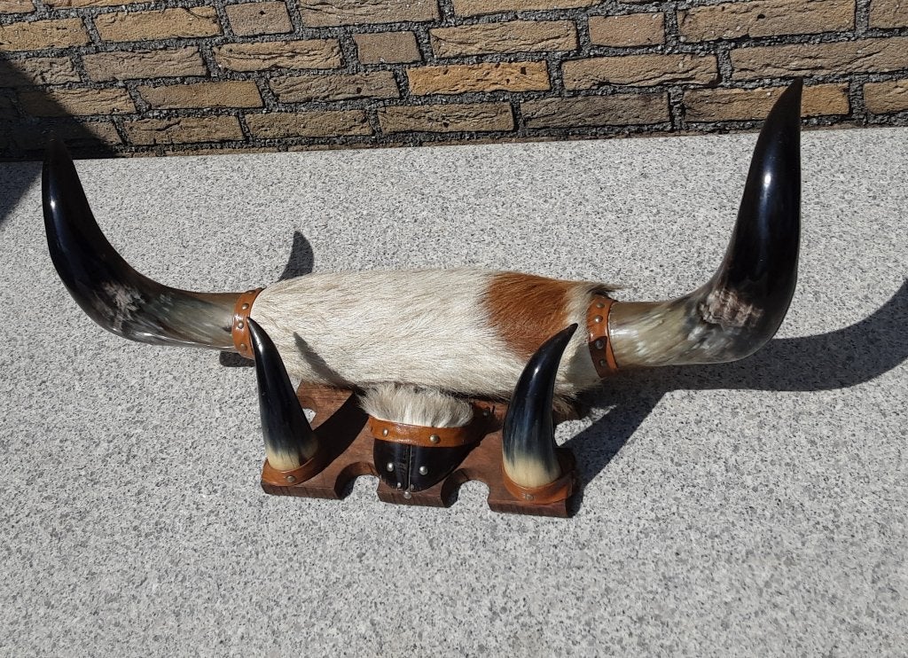 Opgezette stierhoornset van een texas stier, Verzamelen, Ophalen of Verzenden, Zo goed als nieuw, Boerderijdier, Opgezet dier