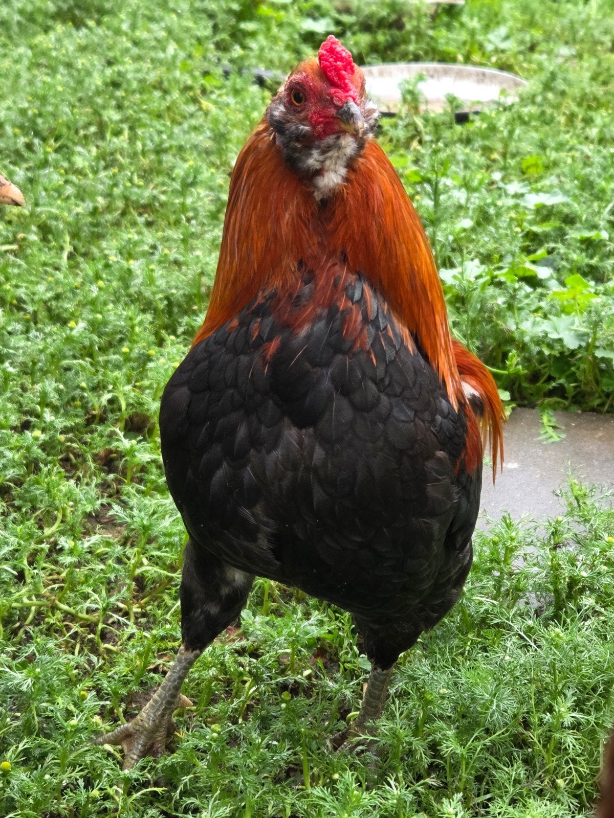 2 tarwe kriel Araucana haantjes en 1 kriel Amrock haantje, Mannelijk, Kip