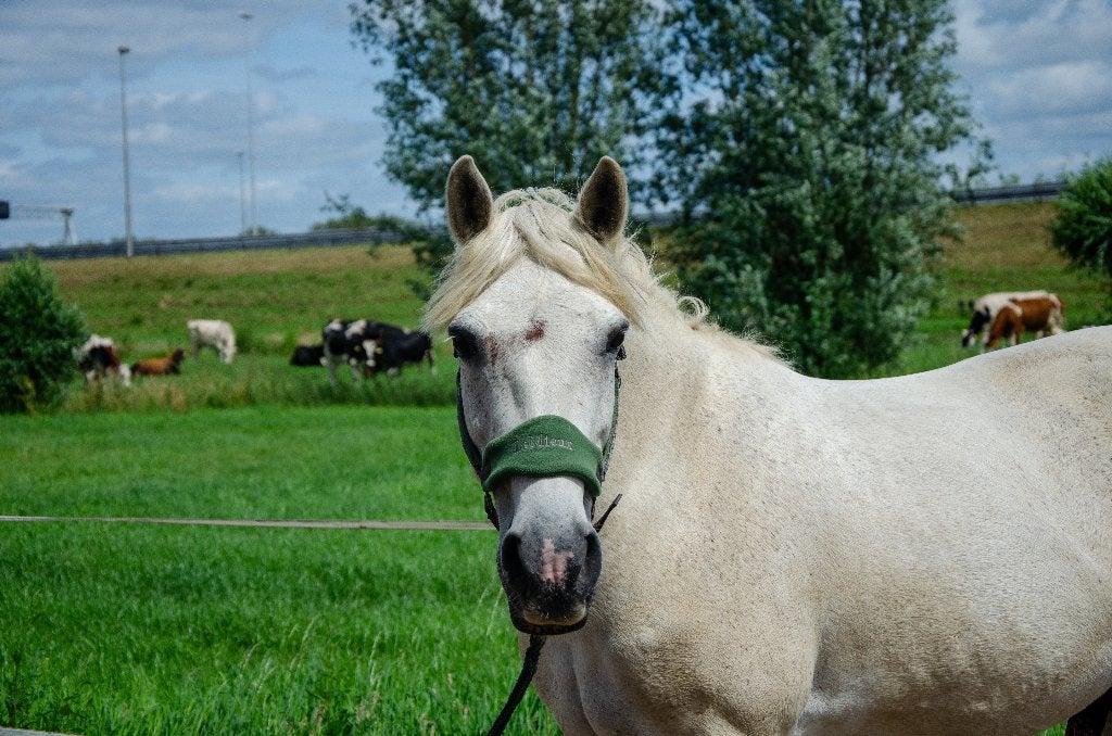 Super lieve connemara  E-pony ruin van 20 jaar oud., Dieren en Toebehoren, Pony's, E pony (1.48m - 1.57m), Met stamboom, Ruin