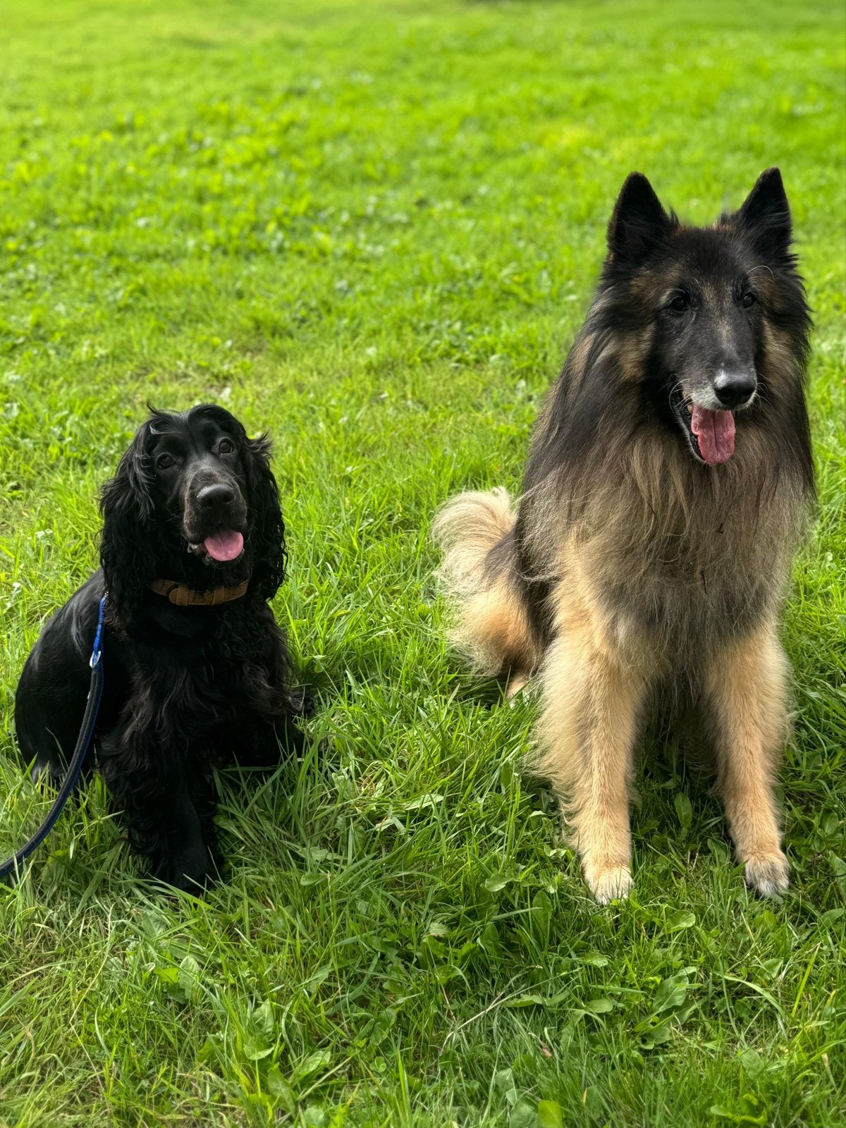 Engelse cocker spaniël 9,5 maand, Parvo, 15 weken tot 1 jaar, Reu, Eén hond