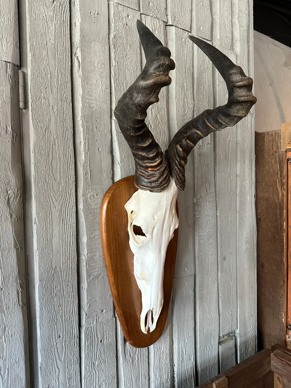 "HENDRICKX " Afrikaanse Hartebeest Antilope., Ophalen, Zo goed als nieuw, Wild dier, Schedel