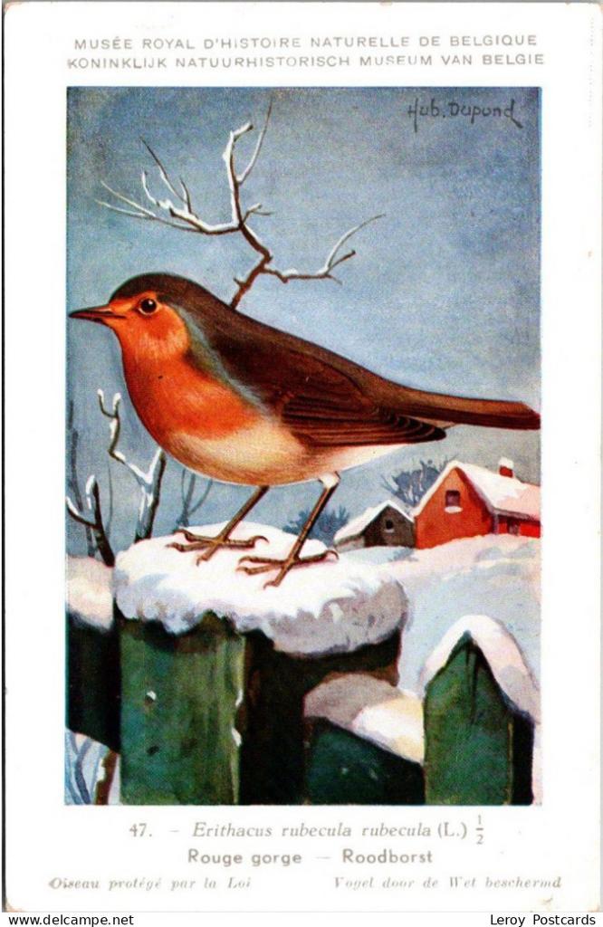 Roodborst / European Robin – Nº 47 – (KBIN), Verzenden, 1940 tot 1960, Ongelopen, Vogel