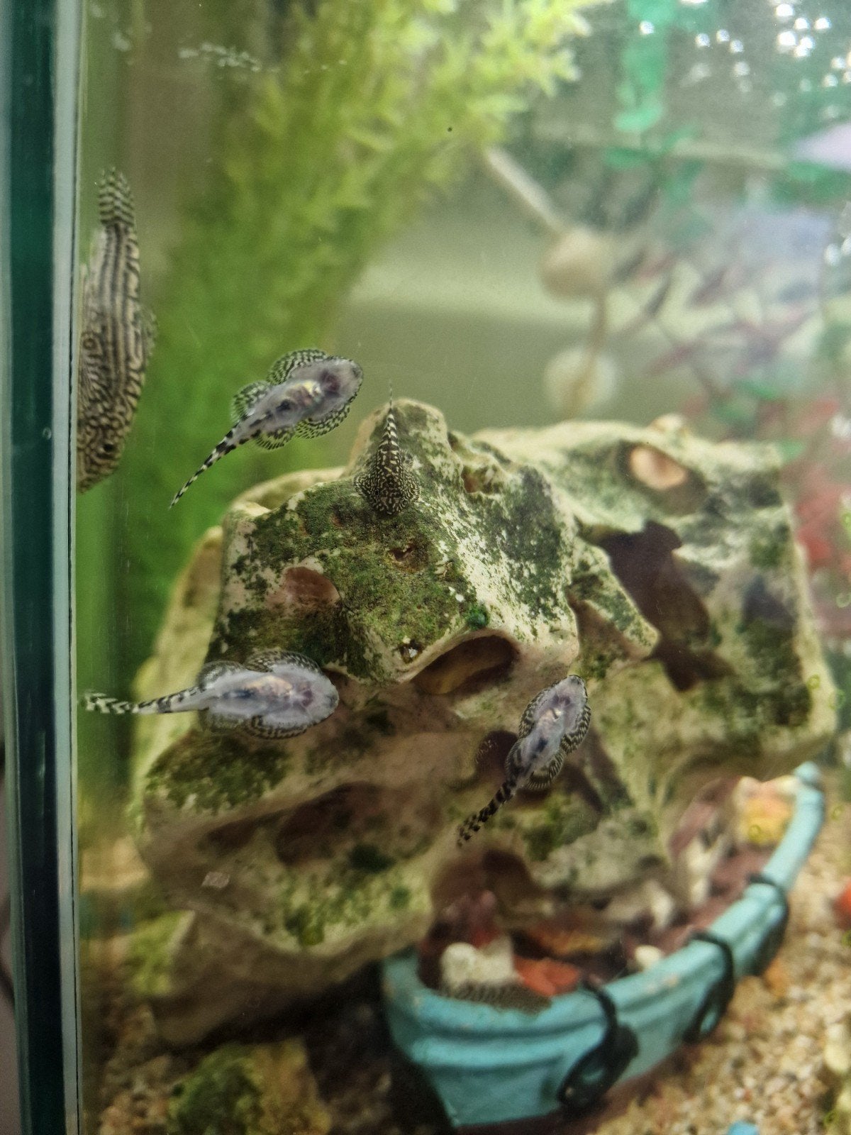 Sewellia Lineolata baby algeneters, Ophalen, Nieuw, Plant(en), Steen of Hout