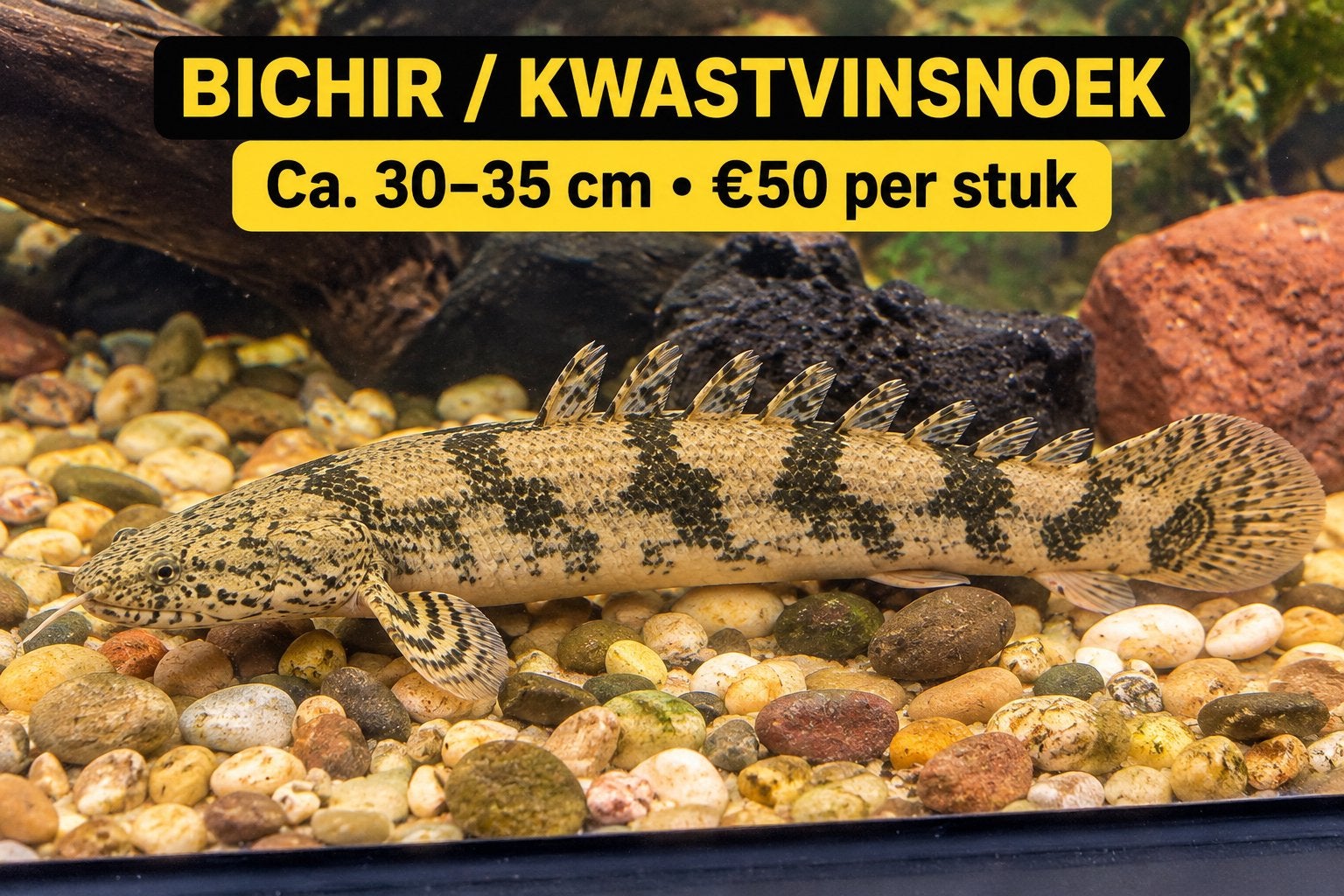 Bichir / Endlicheri kwastvinsnoek – ca. 30–35 cm, Vis, Zoetwatervis, Schoolvis