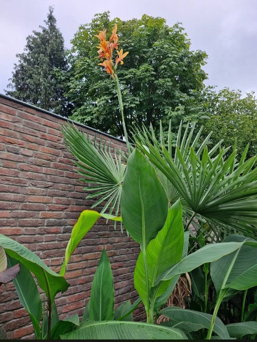 Canna Annei  /  Grande, Ophalen of Verzenden, Volle zon, Knol