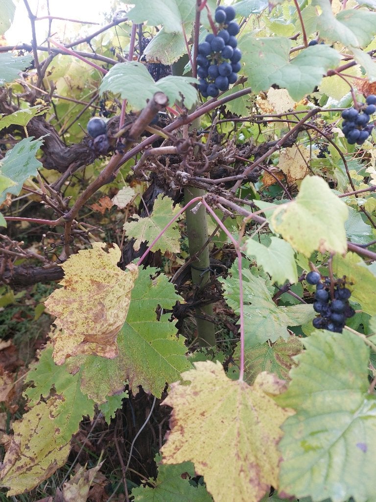 Rode druif (Boskoop Glory), Tuin en Terras, Ophalen, Minder dan 100 cm, Lente, Overige soorten