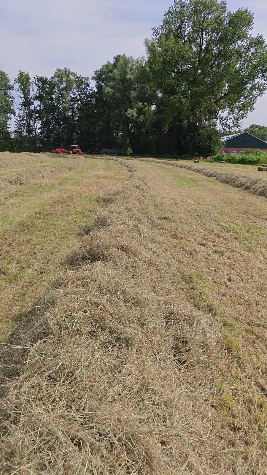 Vers hooi hooibalen 2e snede 2026, Ophalen, Vee