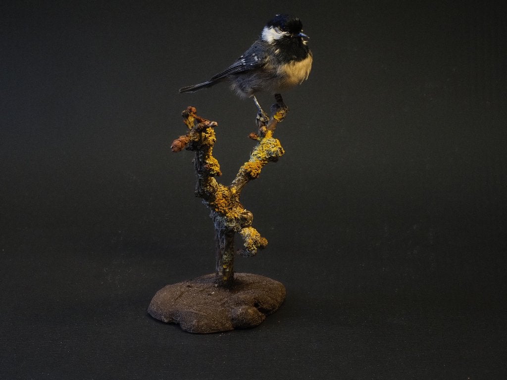 Opgezette Europese Zangvogels, Ophalen of Verzenden, Zo goed als nieuw, Vogel, Opgezet dier