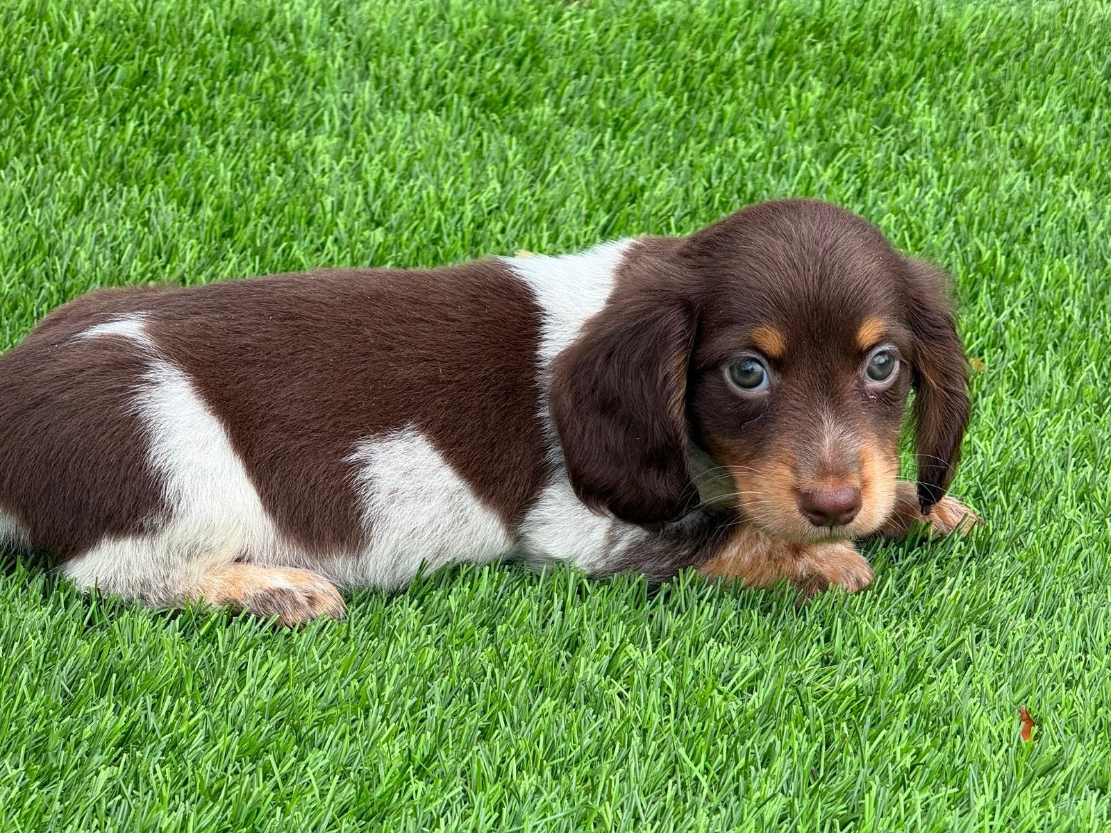 Te koop mooie dwerg Teckel pups (tekkel), Parvo, Nederland, 8 tot 15 weken, Korthaar