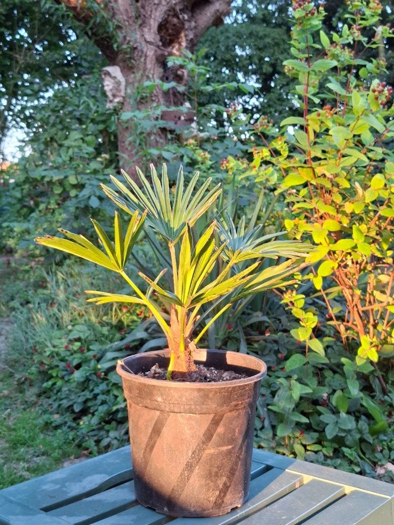 Trachycarpus wagnerianus palmboom | € 15,- per stuk, Lente, Minder dan 100 cm, Palmboom, Ophalen