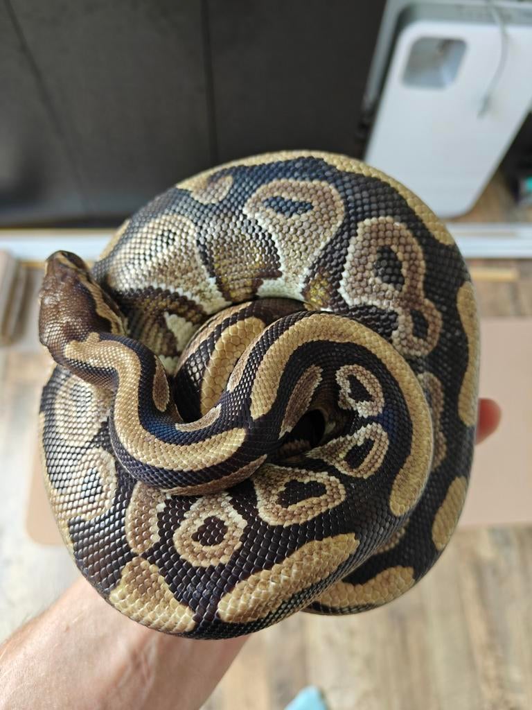 Python Regius 1.0 / incl. Terrarium, Dieren en Toebehoren, Slang, Met terrarium, 7 tot 10 jaar
