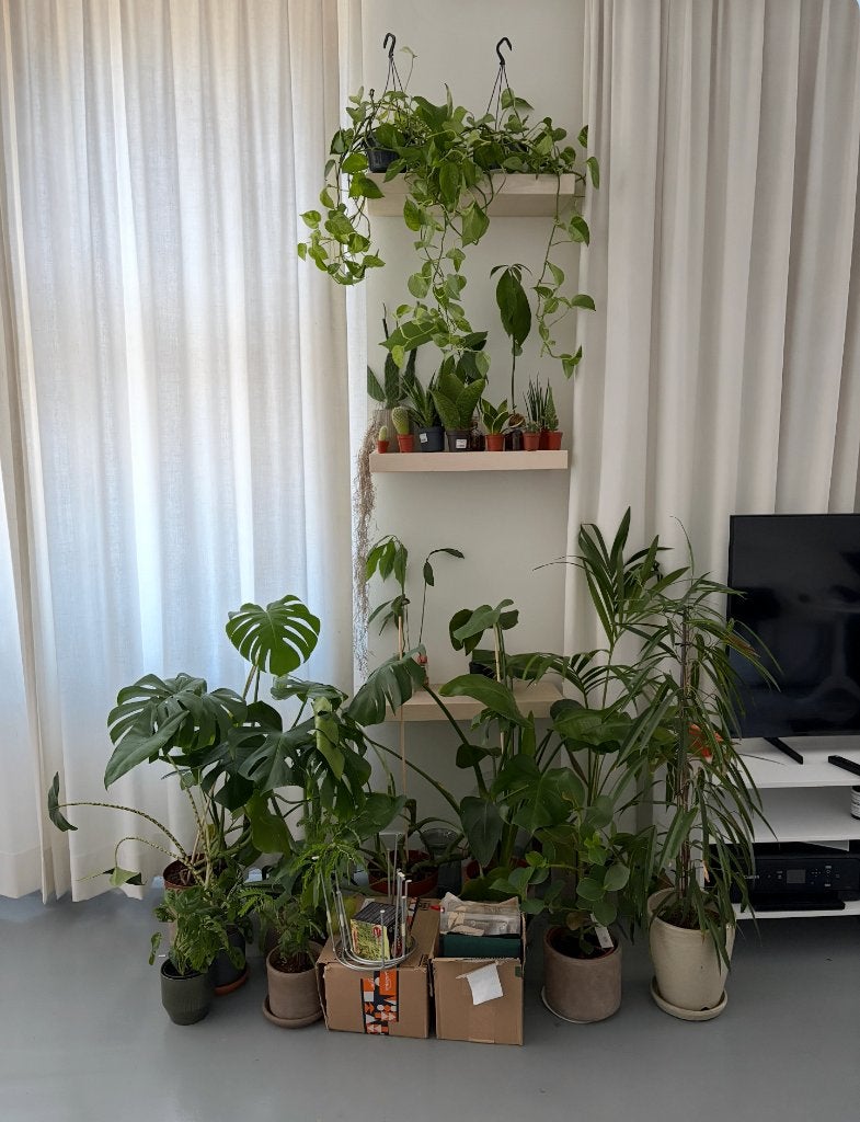 Free Plants & Home Supplies Pick Up by Thursday Aug 13, Ophalen of Verzenden, Halfschaduw, Minder dan 100 cm