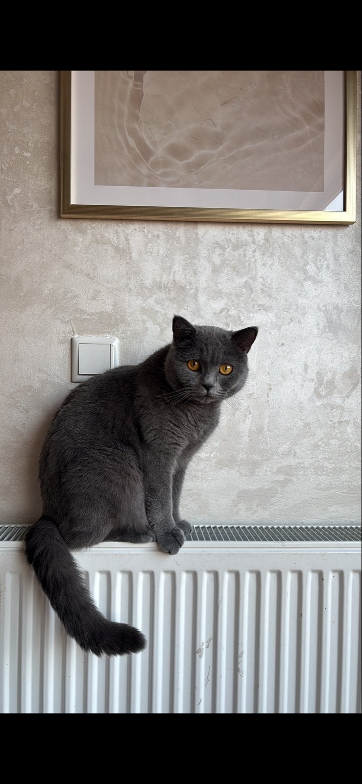 Lieve britse korthaar kater, Kater