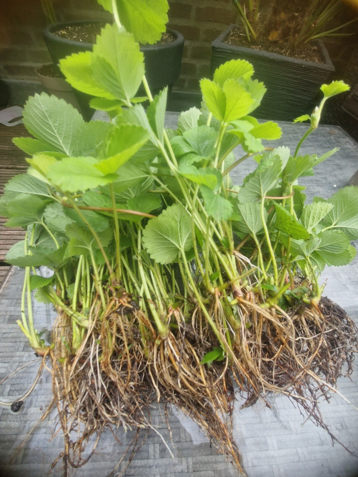 Uitloper van de aardbeienplant, Verzenden