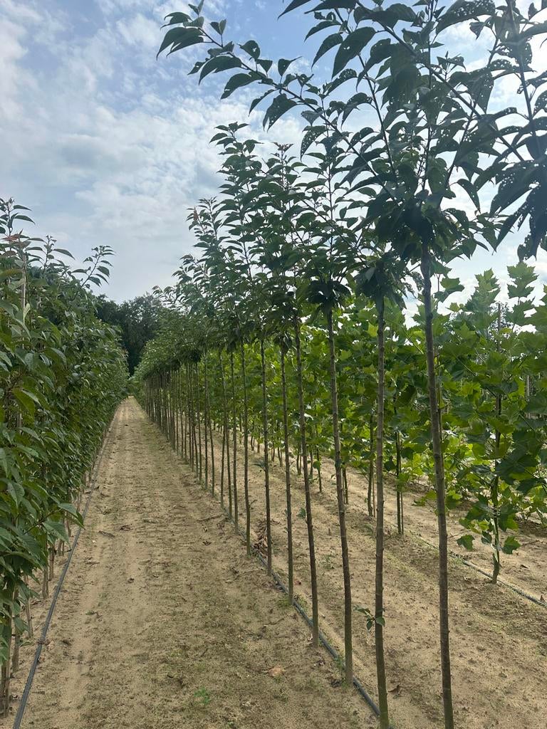 Diverse fruitbomen: hoogstam & halfstam, met kluit/in pot, Tuin en Terras, Planten | Fruitbomen, Overige soorten, 100 tot 250 cm
