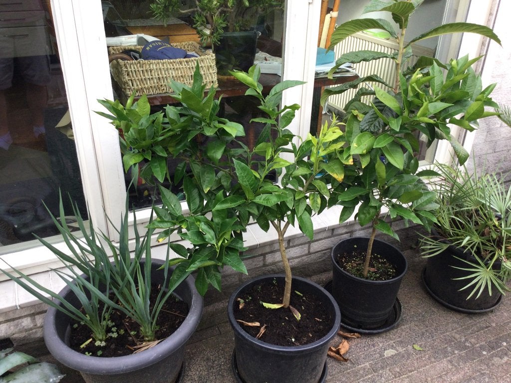 Sinasappel, grapefruit of mandarijn, Tuin en Terras, Volle zon, Minder dan 100 cm, Zomer, Overige soorten