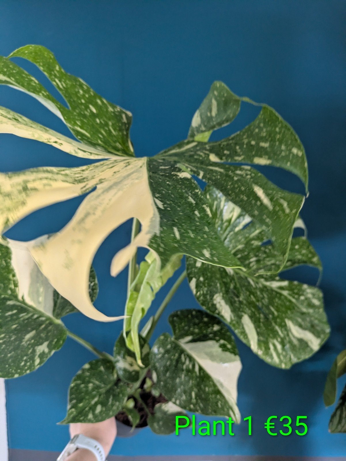 Monstera variegata Thai Constellation kamerplant en stek, Huis en Inrichting, Verzenden, Halfschaduw, Minder dan 100 cm