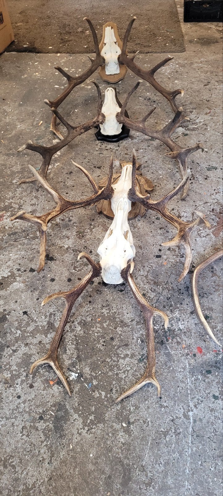 gewei edelhert geweien damhert jacht jagen Veluwe, Ophalen, Gebruikt, Hert, Gewei of Kop