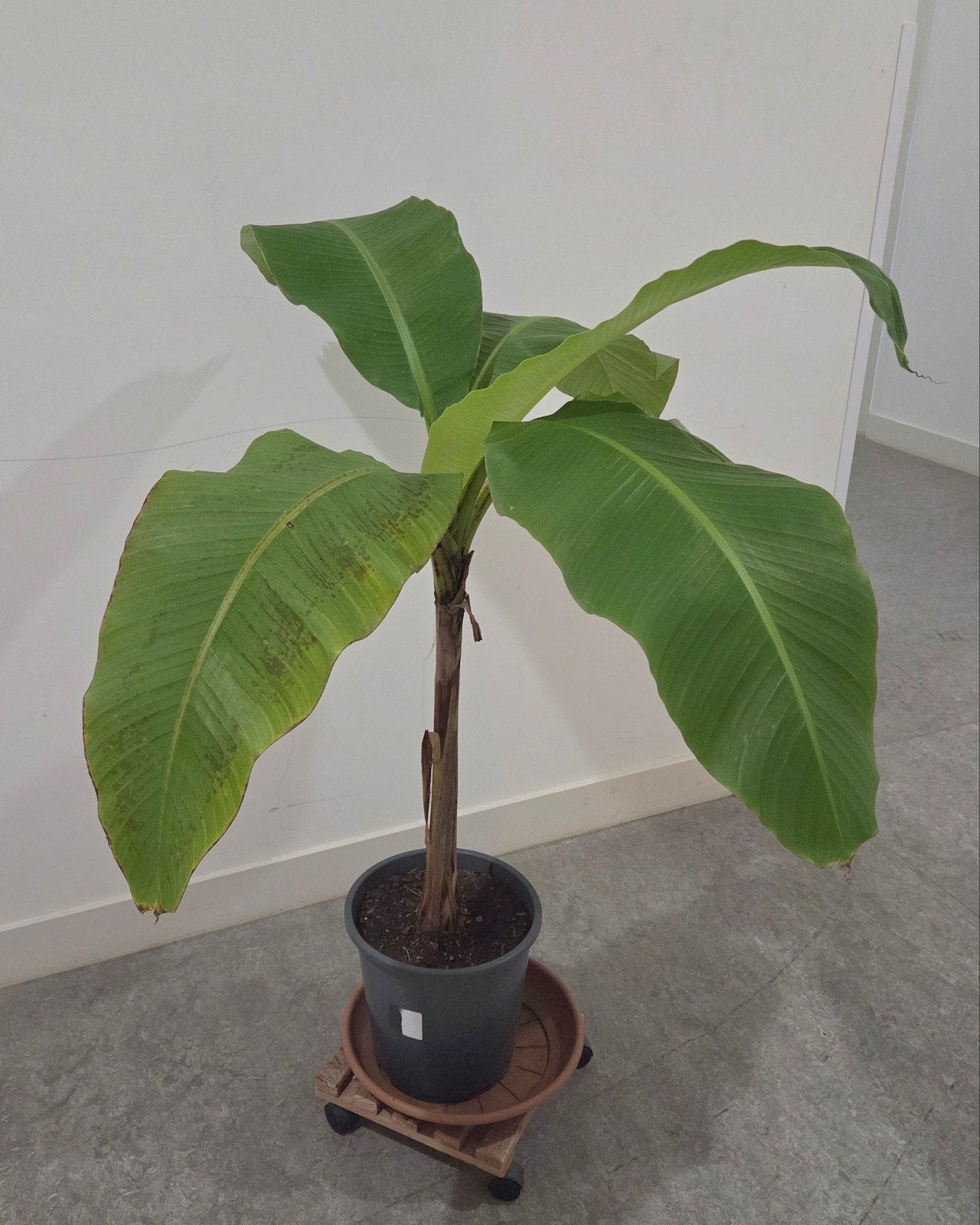 Bananenplant (Musa) - 1.20m hoog., Ophalen, Halfschaduw, 100 tot 150 cm