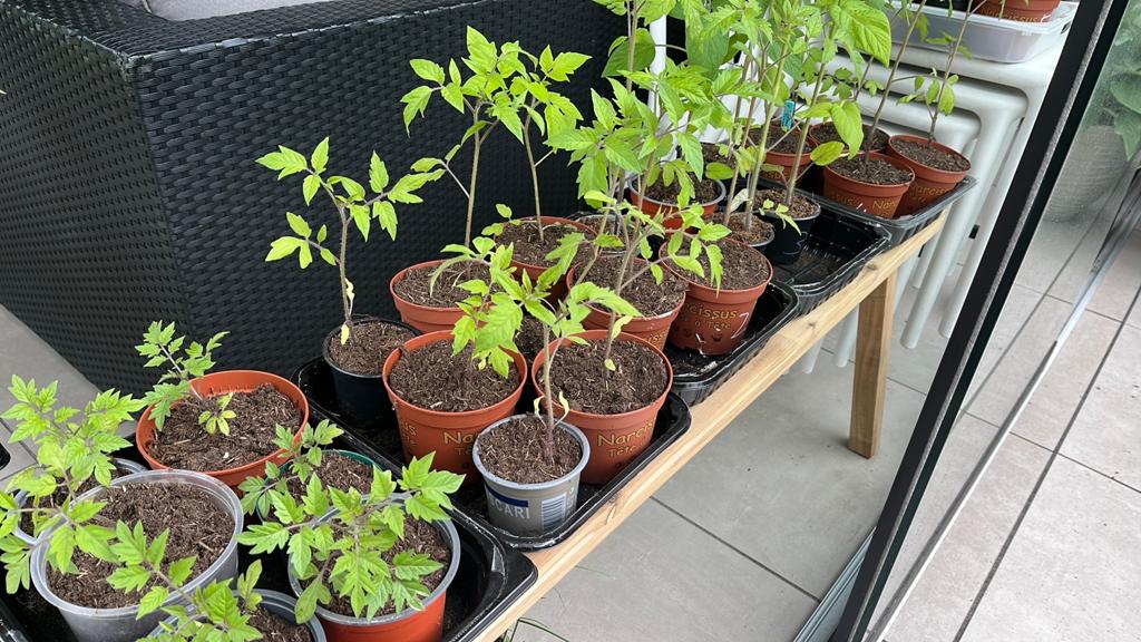 Tomatenplantjes in diverse soorten, Ophalen, Volle zon, Eenjarig, Zomer