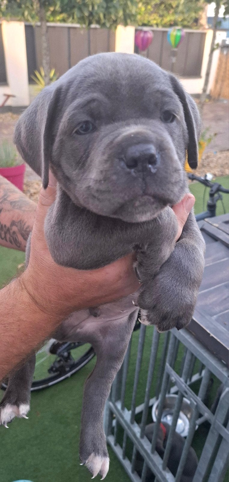 Te koop Cane Corso pups, Standaard, 8 tot 15 weken, Korthaar, Meerdere