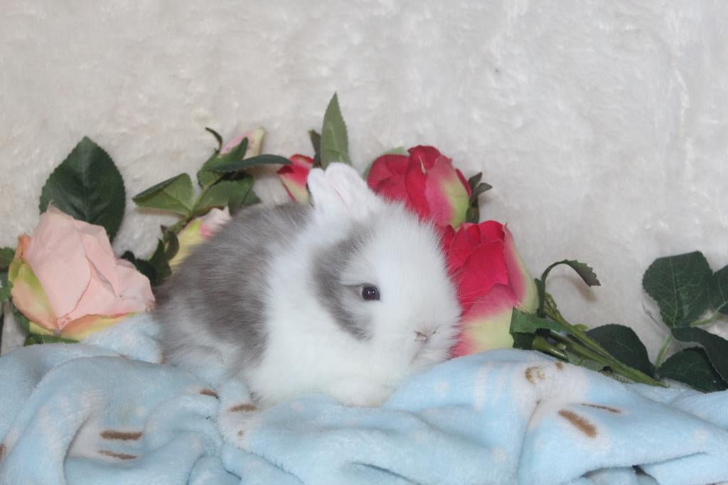 Teddydwerg baby konijn, Dieren en Toebehoren, Meerdere dieren, Dwerg, 0 tot 2 jaar