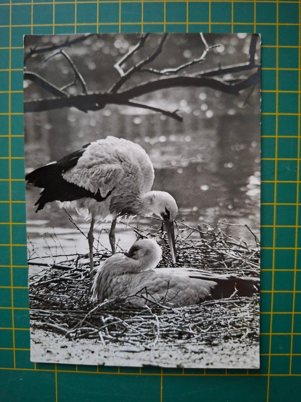 ansichtkaart, Ooievaars op nest., Verzamelen, Ophalen of Verzenden, 1960 tot 1980, Ongelopen, Vogel