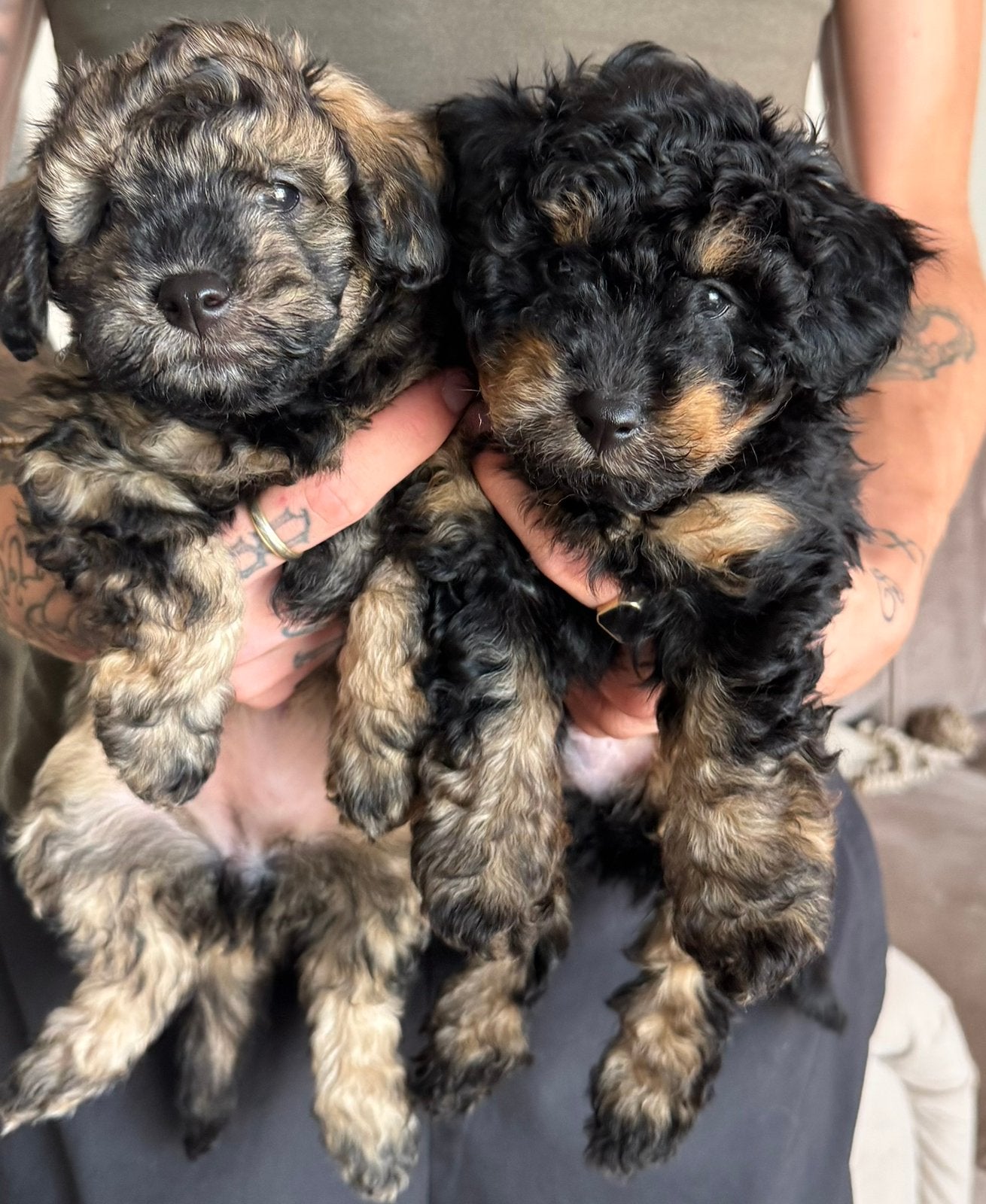 Toypoodle / labradoodle pup, Poedel, 8 tot 15 weken, Meerdere, Meerdere dieren