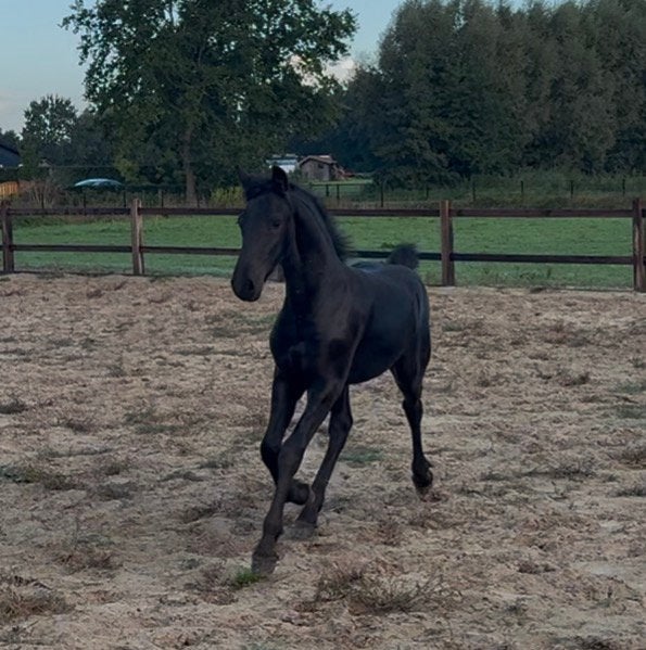 Super fries hengstveulen (v. Siebren), Dieren en Toebehoren, Minder dan 160 cm, Niet van toepassing, Dressuurpaard, 0 tot 2 jaar