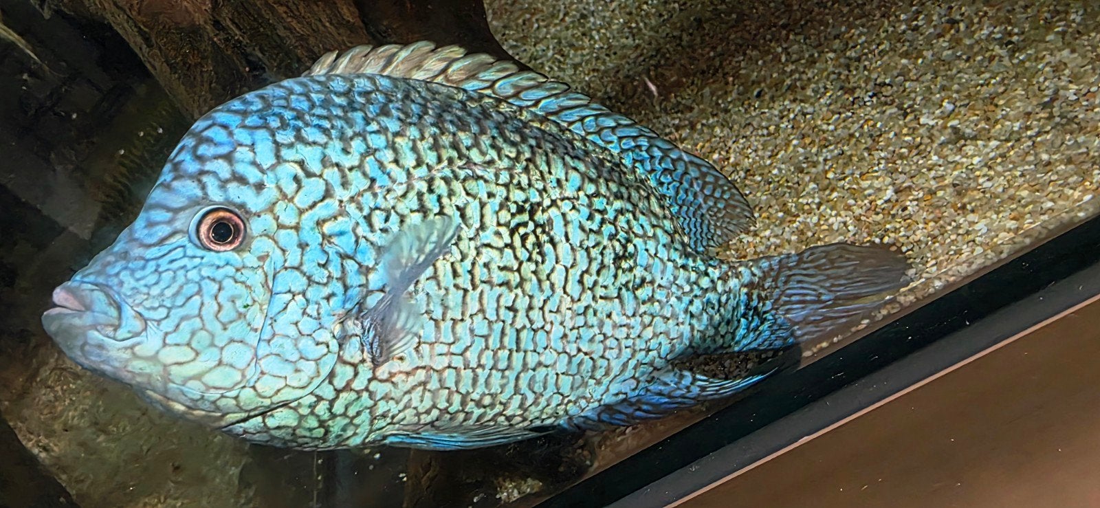 Texas cichlide "Escondido" XL, Dieren en Toebehoren, Vis