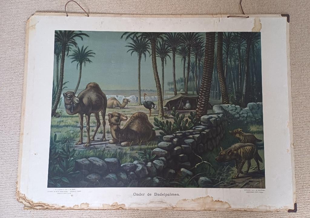 schoolplaten, Antiek en Kunst, Ophalen, Natuur en Biologie