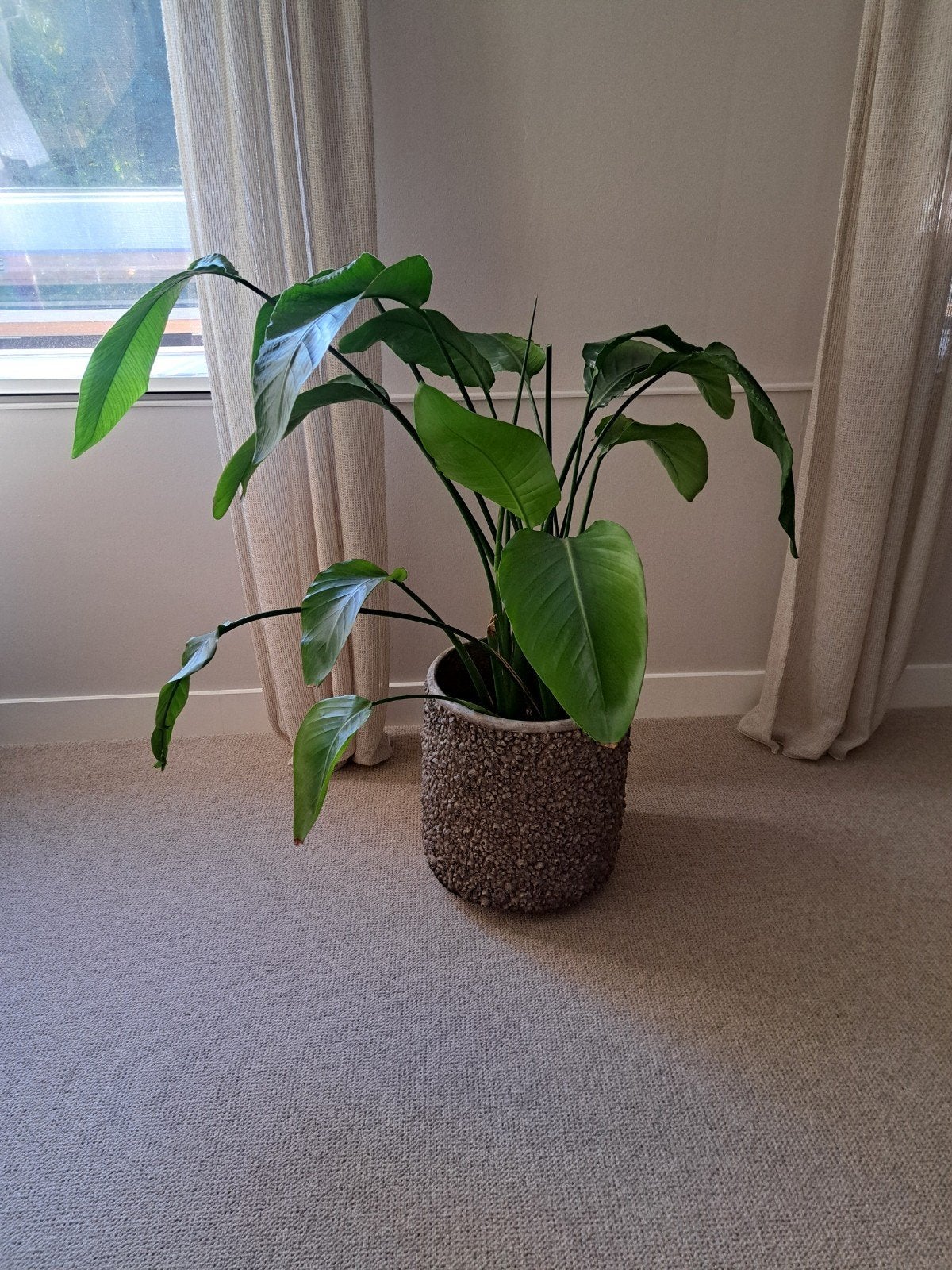 Grote Stelitzia ca 105 cm, Ophalen
