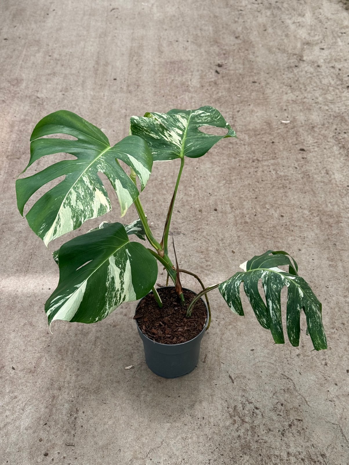 Monstera Albo Variegata, Ophalen of Verzenden, Halfschaduw, Minder dan 100 cm