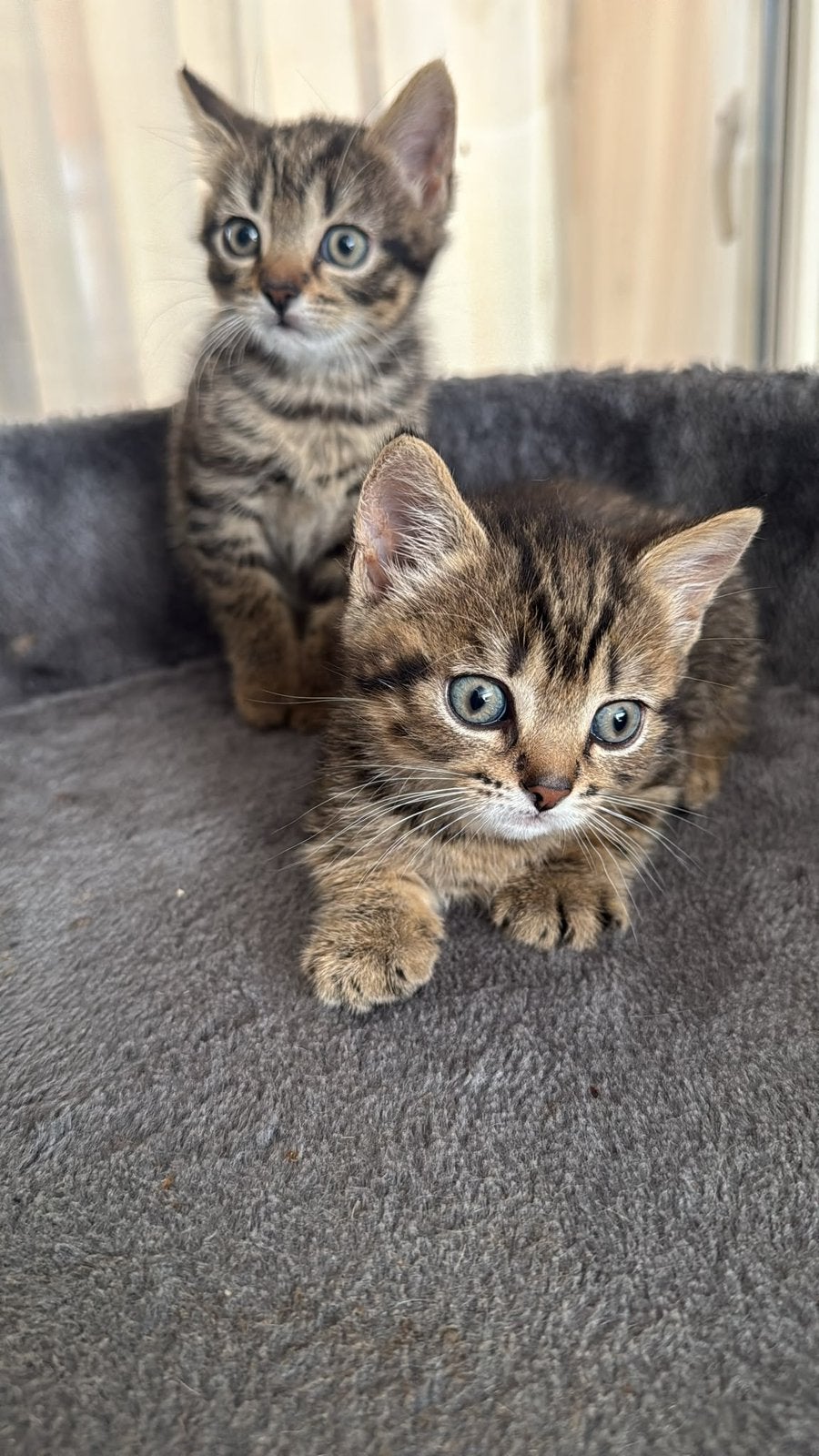 3 lieve halve britse korthaar kittens, Meerdere dieren
