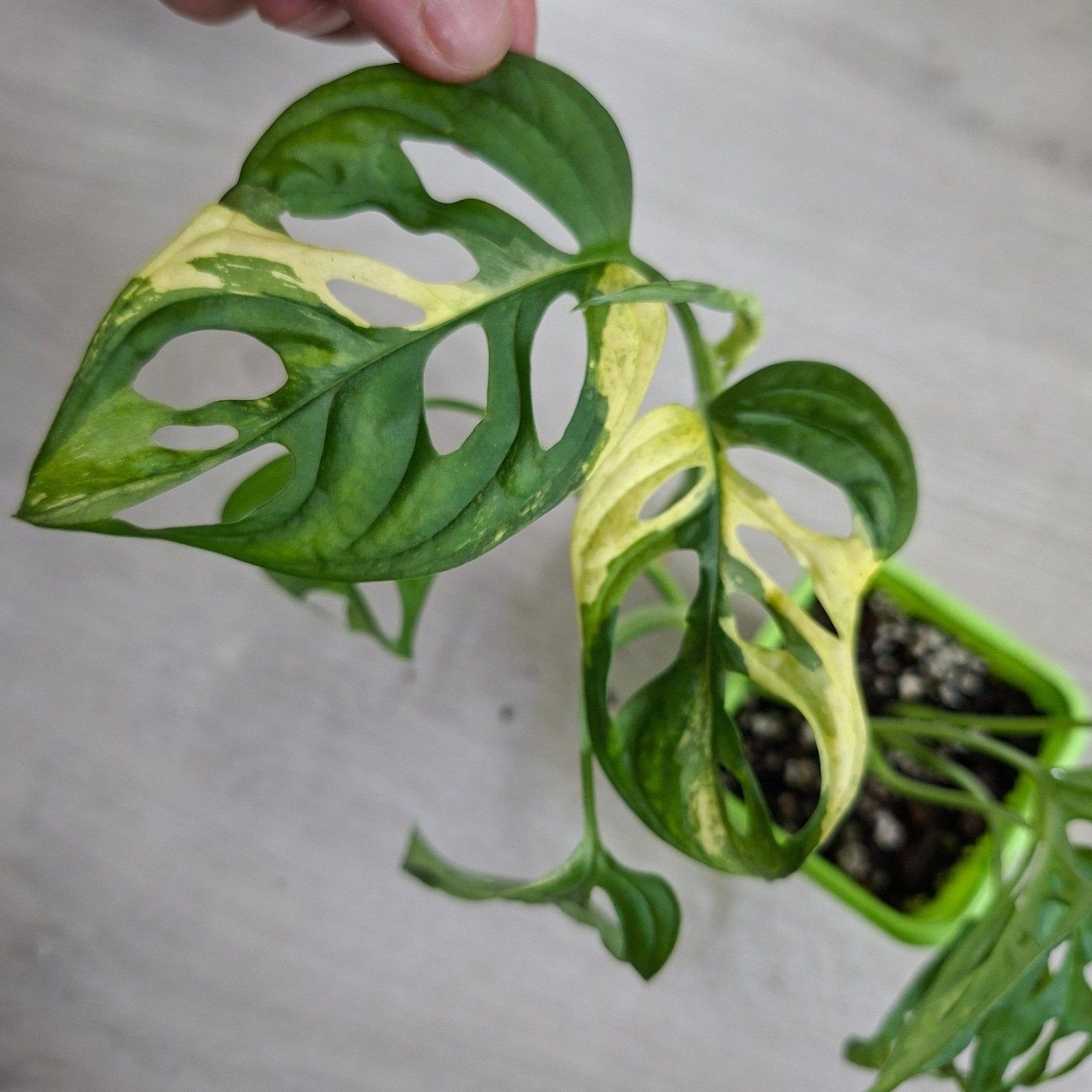 Monstera Adansonii Archipelago variegata plant, Ophalen of Verzenden, Halfschaduw, Minder dan 100 cm