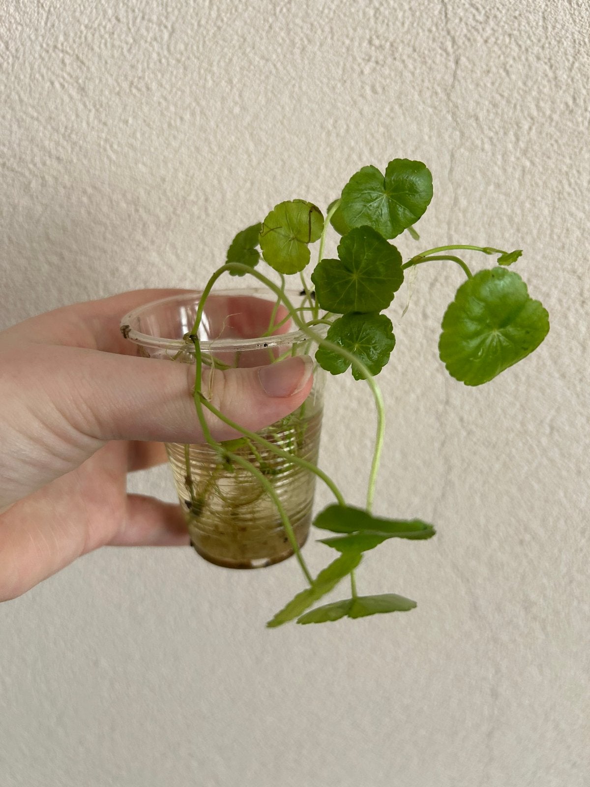 Hydrocotyle Leucocephala, Huis en Inrichting, Kamerplanten, Ophalen, Overige soorten, In pot, Minder dan 100 cm