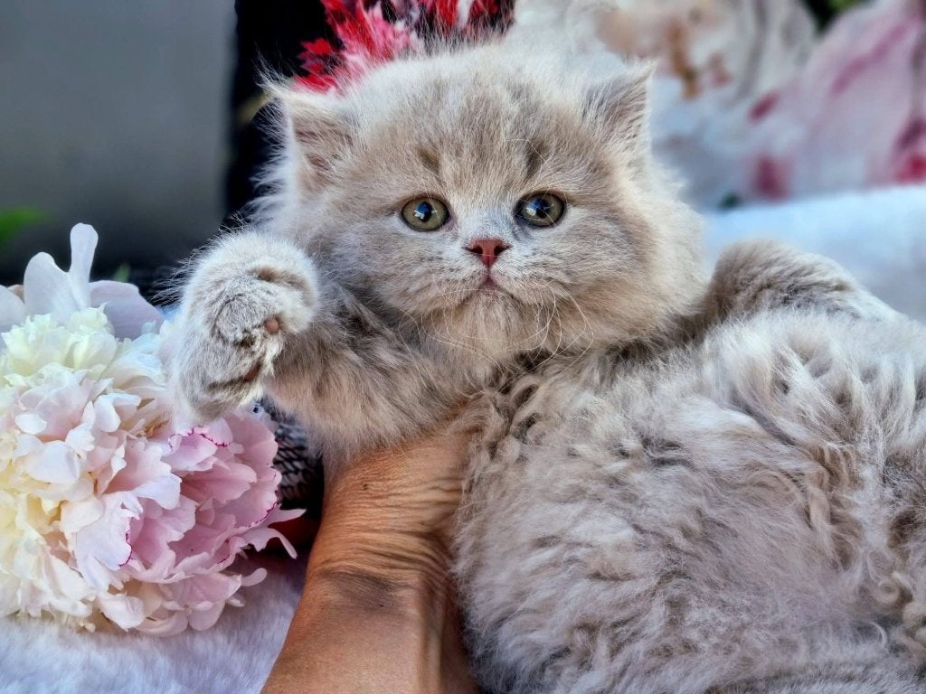 Top Quality FAWN Britse kitten, Dieren en Toebehoren, Katten en Kittens | Raskatten | Korthaar, Kater, Met stamboom, 0 tot 2 jaar