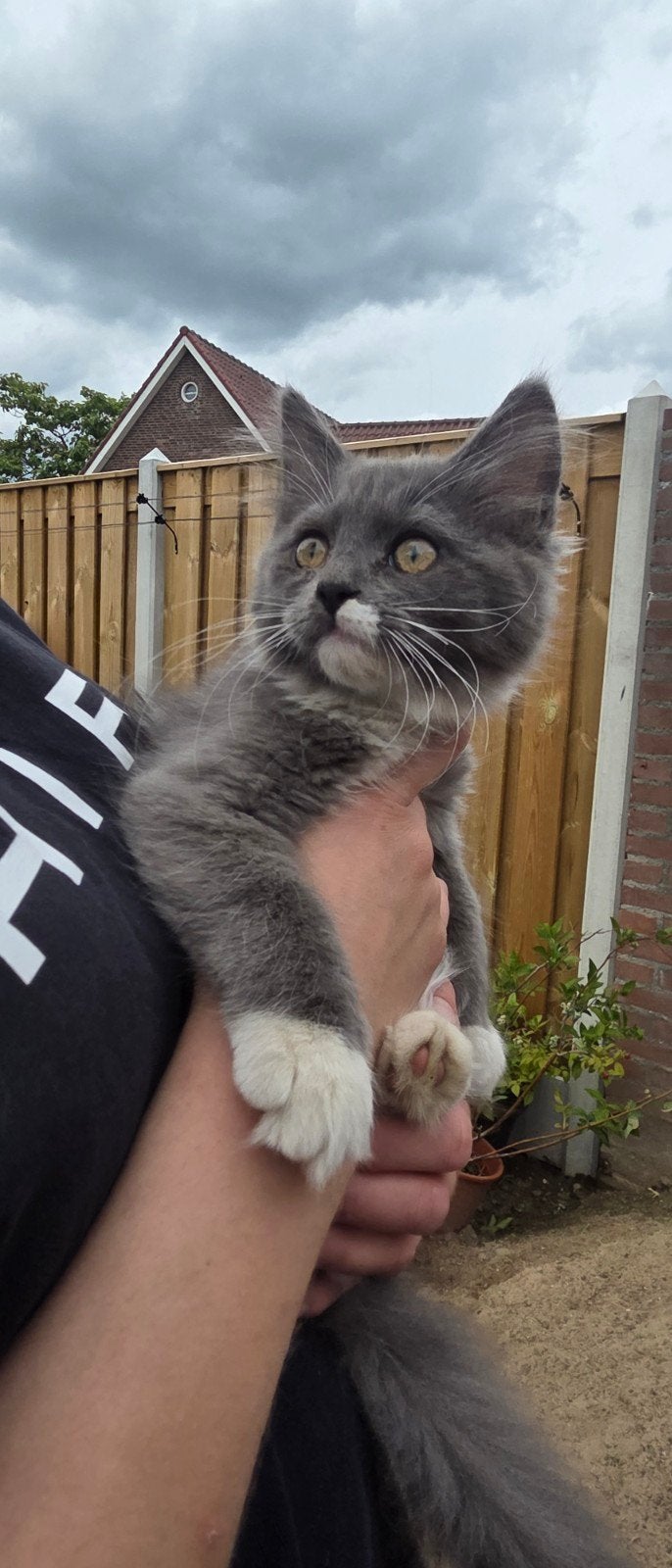 Kittens mainecoon  ragdoll, Dieren en Toebehoren, Katten en Kittens | Raskatten | Langhaar, Meerdere dieren