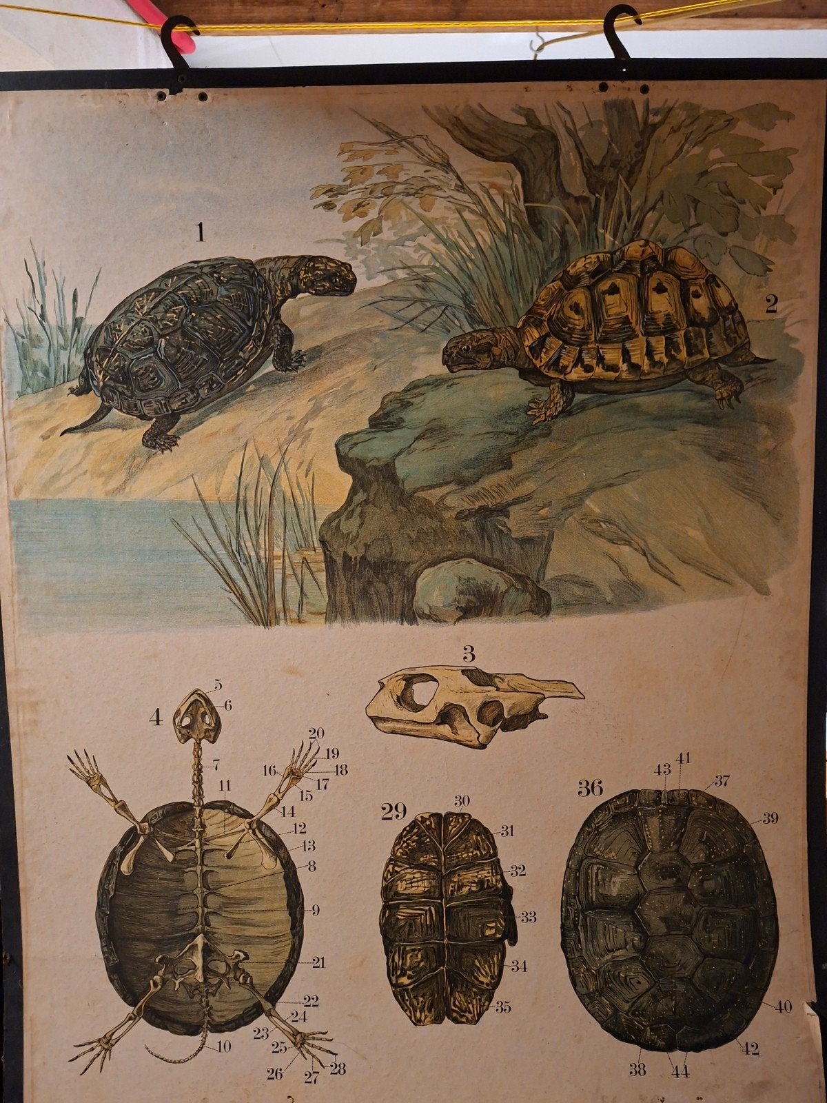 Antieke Biologische Schoolplaten - Diverse Thema's, Antiek en Kunst, Ophalen, Natuur en Biologie