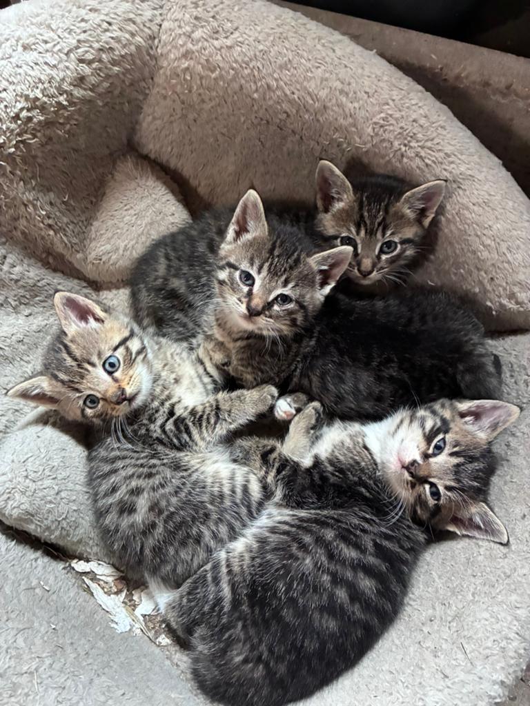 Boederij kittens, Meerdere dieren