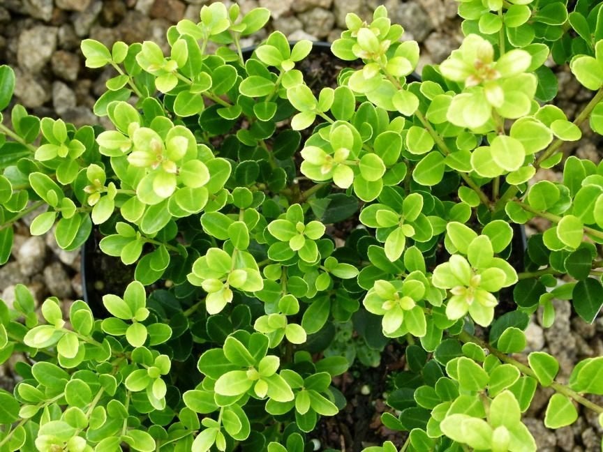 Ilex crenata 'Green Hedge', Japanse hulst (buxus vervanger), Ophalen of Verzenden, Hulst, Struik, Minder dan 100 cm
