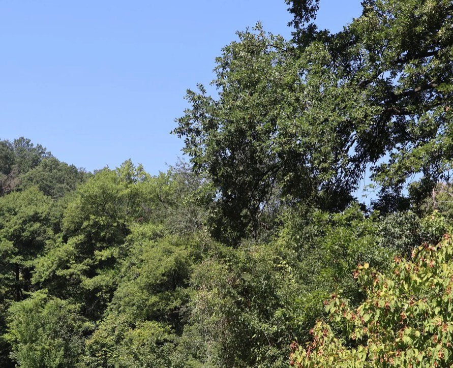 54.791 m² bosgrond (één perceel) - Kostel - Bulgarije, Ophalen, Volle zon, Overige soorten