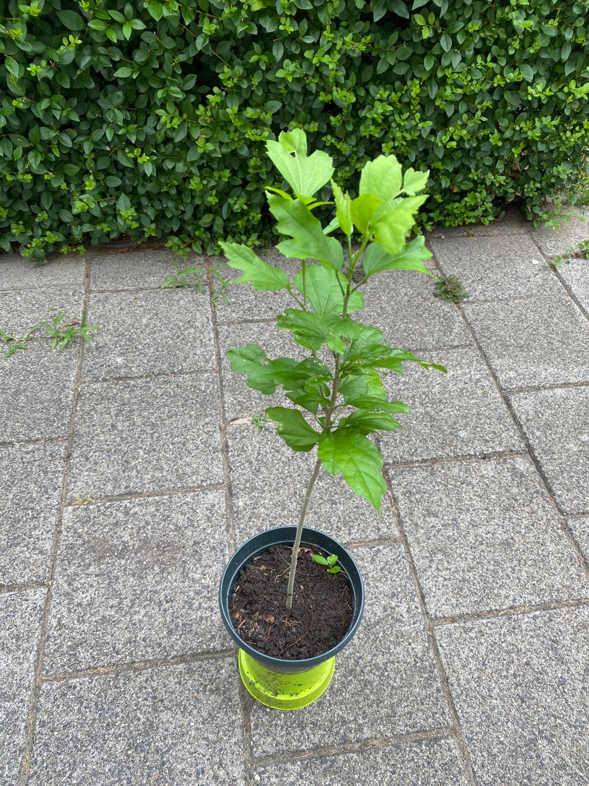 Hibiscus struik 55 cm hoog, Ophalen, Overige soorten, Halfschaduw